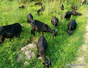 黑山羊养殖技术教程(黑山羊不同阶段，饲养方法不一样，日粮配置得当羊就肯长)