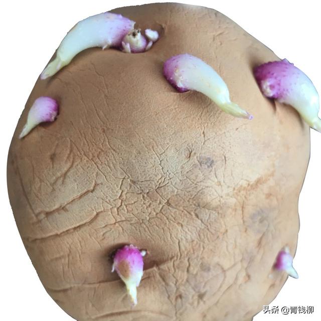 云南会泽七彩马铃薯高产栽培技术