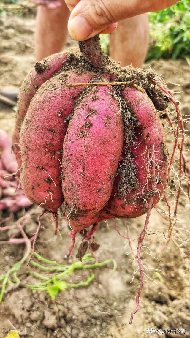 栽培红薯记住这几点，结得多个头还大，表面光滑又甜又面