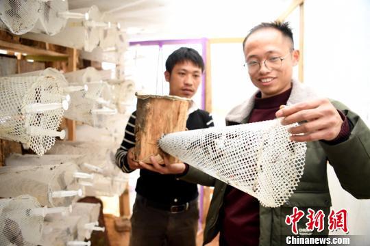 贵州苗族大学生返乡养胡蜂 年入百万并带动村民致富