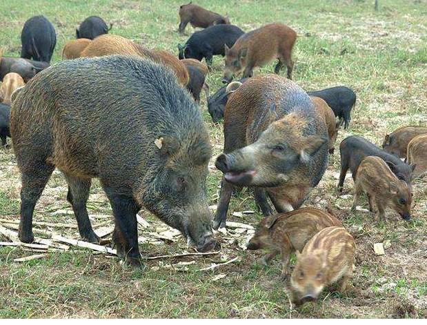 野猪养殖管理8要点，从种公猪种母猪到育肥饲喂