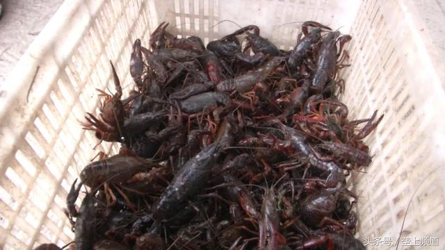 新奇！冬季大棚养小龙虾，1年能养4批，价格是春夏季的近2倍！