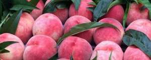 桃树的种植方法和管理(桃树的管理技术)
