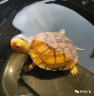 温室养殖乌龟(温室龟冷水养，难怪死亡率这么高？)