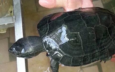 我的养龟日记5：柳州的黑颈龟还是很刚的，几个老板硬撑着。