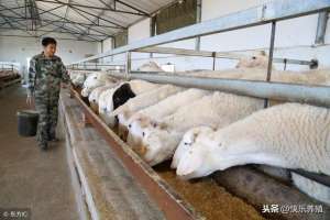 杜泊绵羊养殖技术(养羊应做好三方面，才能提升羊肉品质)