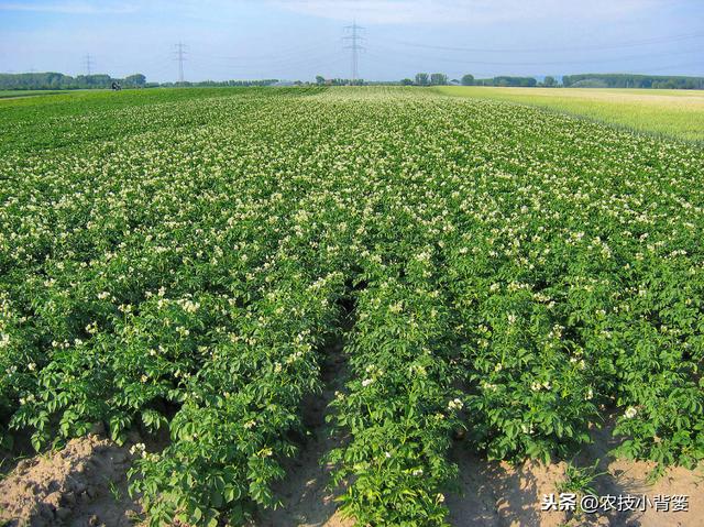 土豆种植增产增收并不难，十四个栽种管理技巧要记牢！