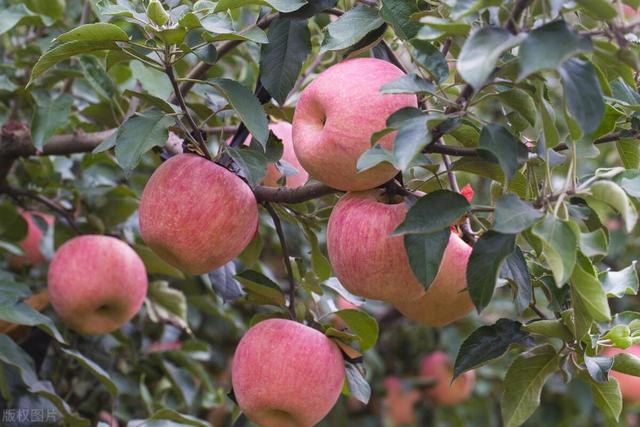 苹果耐热耐寒结果多，自己在院子里种一棵，多久会结果
