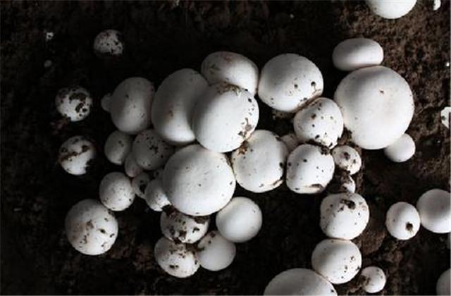 大棚双孢蘑菇栽培技术，如何栽培能高产，这几大要点需要注意
