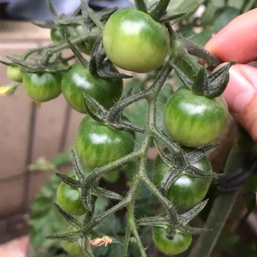 盆栽小番茄“这样养”，一棵能结果一脸盆，摘了又长，漂亮又好养