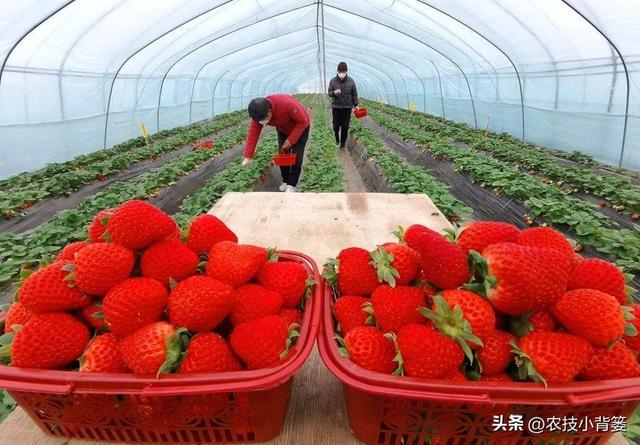 冬季温室大棚草莓怎样种植管理才能更优质高产？重点抓好8个方面