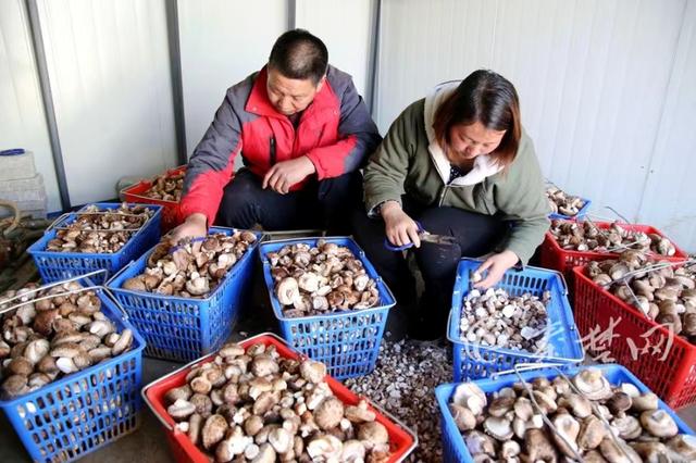 中国食用菌之乡平泉打造产业“航母”，菌农靠种香菇圆满了致富梦