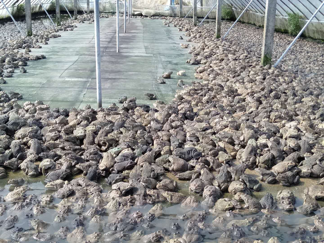 广东两千万斤泰国虎纹蛙压塘，专家：建议给养殖户一定缓冲期