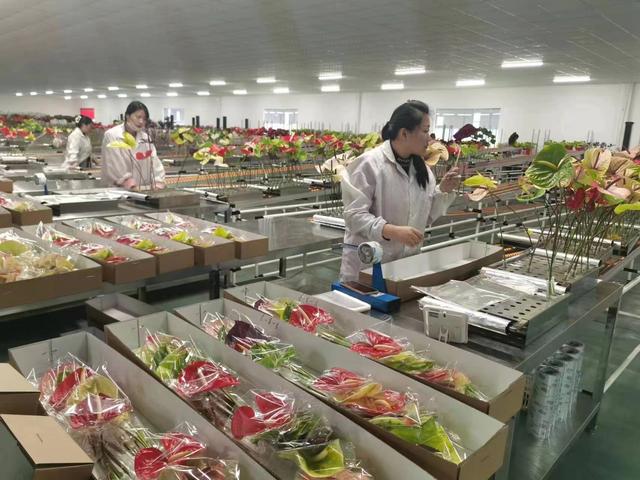 每年50万吨供应沪上！“中国蔬菜之乡”在上海叫响“天下菜园、美丽兰陵”品牌