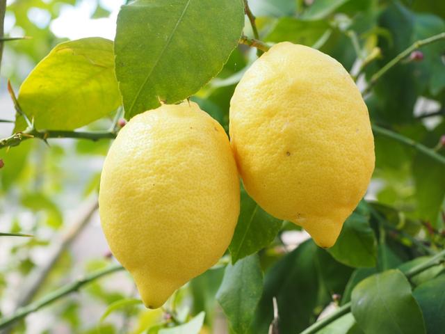 香水柠檬正确种植方法，及种植注意事项