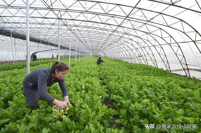 冬季大棚蔬菜要高产，通风、保温、控湿、补光四项管理是关键