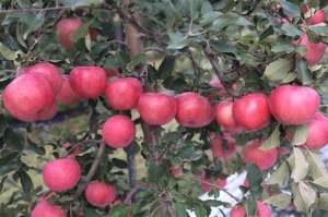 寒富苹果的种植(寒富苹果品种介绍寒富苹果苗种植技术寒富苹果成熟期)