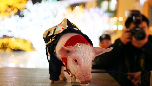 猪价连续上涨，致使宠物猪成市场新贵，农民：这猪可以养