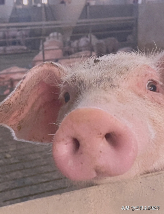 生猪养殖今年行情会怎么样？