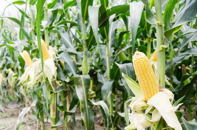 甜玉米种植方式及保护地栽培技术，过来了解下吧