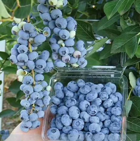 阳台种蓝莓，注意3个要点，一次结果几十斤，好吃保视力