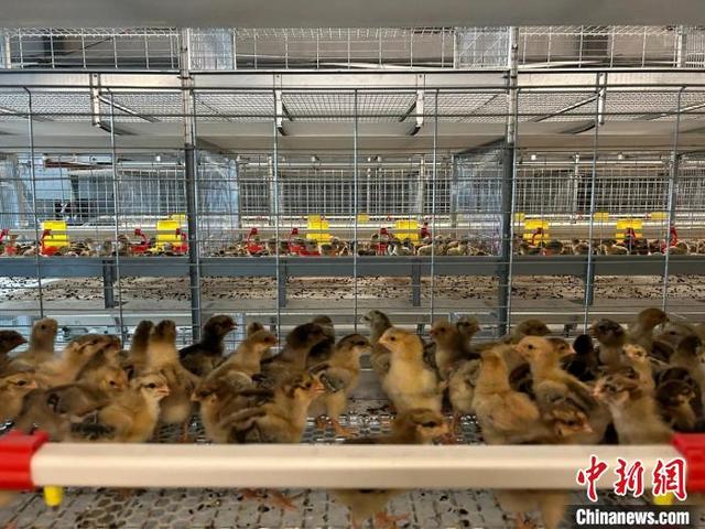 （乡村行·看振兴）肉鸡住上恒温“楼房” 新疆博乐智能化养殖“养”出致富路