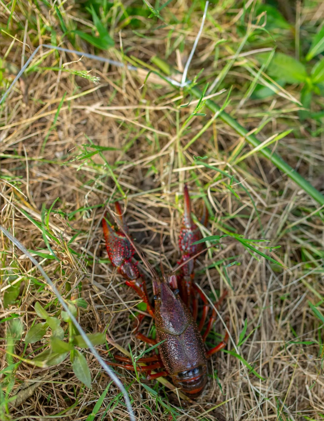 从外来入侵物种到夏日流行的“网红美食”，介绍一下“小龙虾”