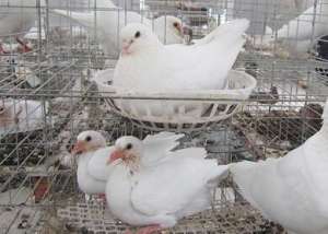 白羽王种鸽养殖(养殖肉鸽哪个品种好？白羽王鸽最受欢迎)