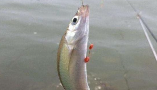 白条鱼繁殖能力很强，如何科学养殖，这些你都做到了吗？