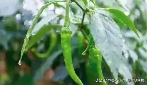 辣椒的种植时间和新方法掌握好，不怕苗不壮！