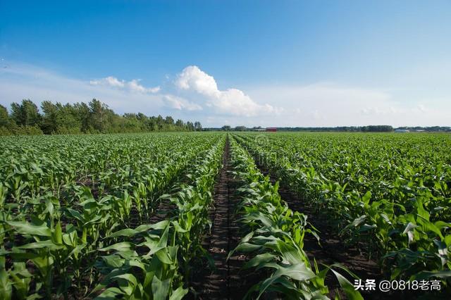 2021年农民买玉米种植保险，一亩地大约可以赔偿200元左右