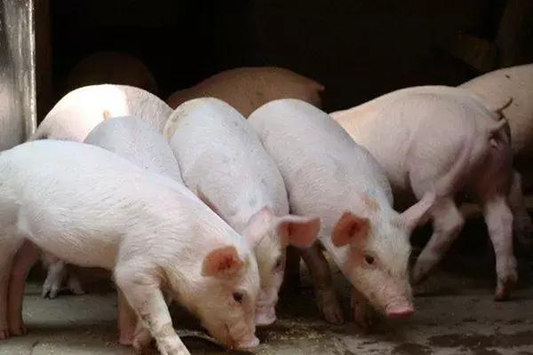 养猪人必读！最新生猪养殖政策出炉，这35条需牢记！