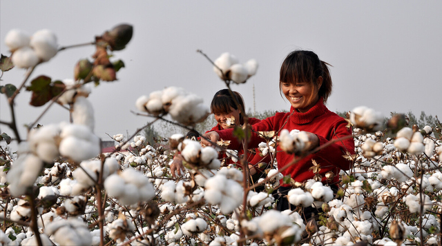 美国棉花一亩能产多少斤？和新疆棉花相比，有多大差距？