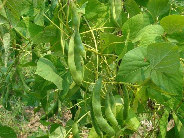 扁豆营养丰富又美味，掌握高产栽植技巧，种一棵就够吃了