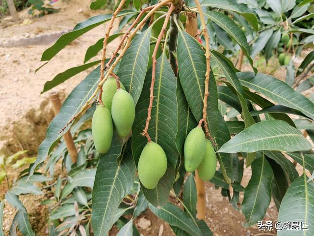 为什么很多人种植的芒果树成活率低？原因就是你不了解这两个重点