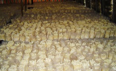 金针菇种植时间及方法 金针菇出菇期肥水管理技术