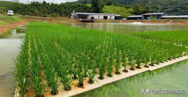 水上种稻 水里养鱼 西双版纳州首个“稻鱼共生”示范基地水稻种植成功