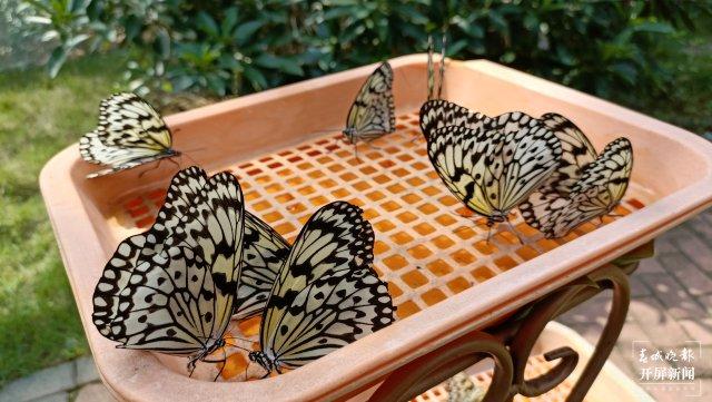 开屏人物｜“蝶王”赵灿繁：全国一半以上的蝴蝶园，65%的蝴蝶来自他的基地