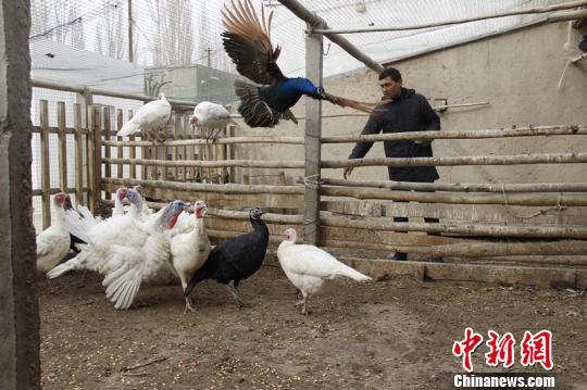 新疆和静县“95后”青年养殖孔雀开出“致富屏”