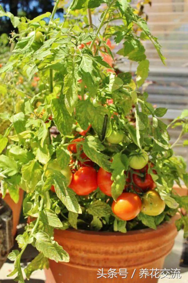 盆栽种植番茄的13个技巧，能让你的番茄不断结果