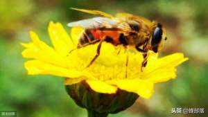 养殖蜂授粉(蜜蜂的授粉范围有多大？树林多影响蜜蜂授粉吗？看看养蜂人怎么说)