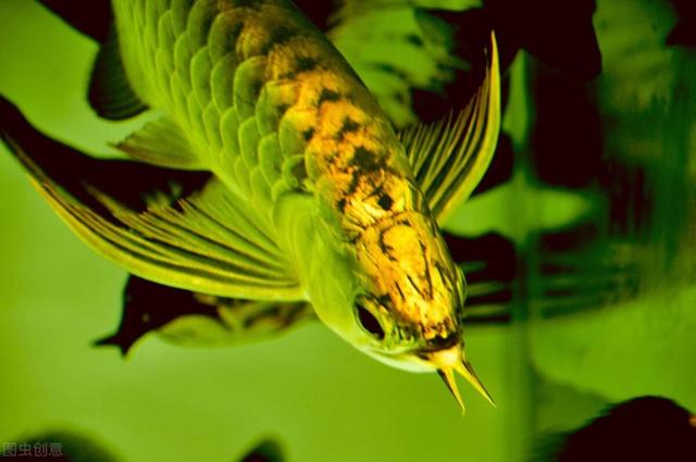 金龙鱼的饲养方法，学会了你也能养出一条金灿灿的金龙鱼