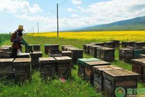 蜜蜂养殖 项目建议书(蜜蜂养殖技术，新手养殖不可错过)
