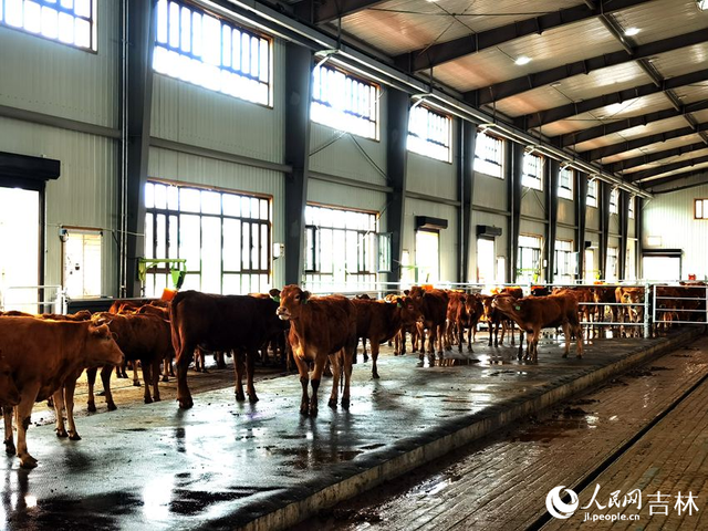 珲春市近海街道太阳村：“现代养殖+旅游”让黄牛养殖业更“牛”