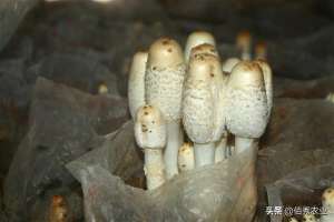 鸡腿菇养殖(农民种植鸡腿蘑菇，经济价值可观，不耐储存成发展硬伤)
