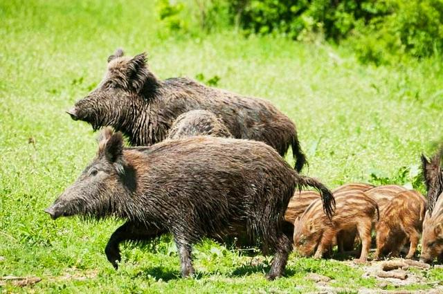 野猪可以人工养殖，能不能仿野生养殖，3分钟让你了解野猪养殖