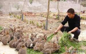 养殖野兔的基地(灰毛兔养殖，返乡创业，年入15万；合作社+主题乐园=养殖新业态)