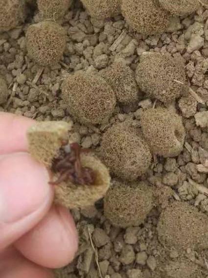 药用蚂蟥养殖经验分享，返乡创业可选项目之一