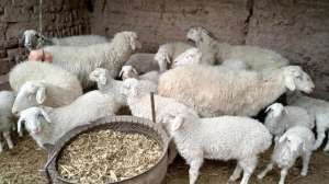 湖羊养殖效益怎么样(2022年投资50只湖羊种羊，一年能赚多少钱？结果很“扎心”)