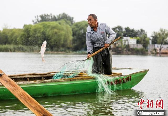 一船一码一证：“京津冀最美湿地”衡水湖开湖捕鱼